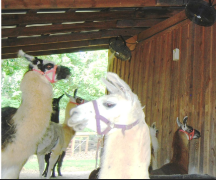 All-Mist fans cooling llamas in a barn